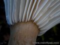 Hygrophorus camarophyllus